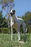GREYHOUND 023